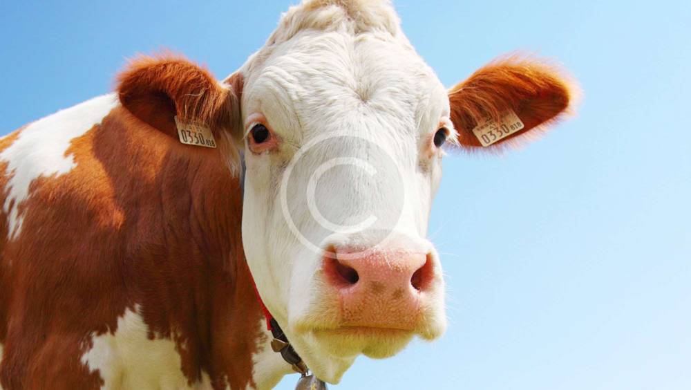 Top Tips for Cattle Health