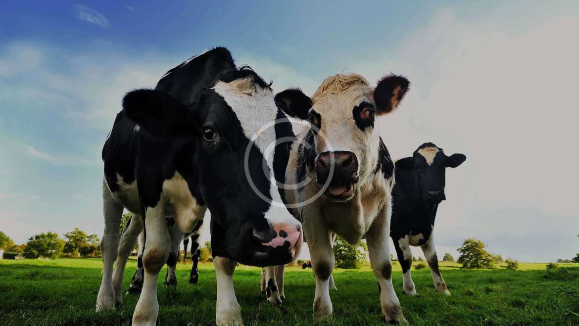 12 Tips for Handling Cattle Easily